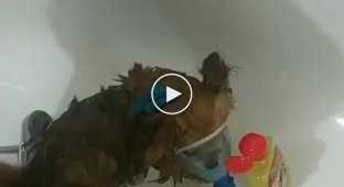 Цікавий спосіб помити злу собаку