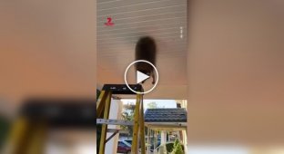 Енот застрял в потолке