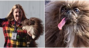 В США выбрали самую уродливую собаку 2024 года (7 фото + 1 видео)