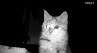 Kitten misses his owner