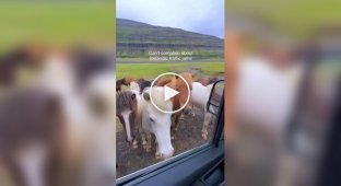 Unusual traffic jam in Iceland