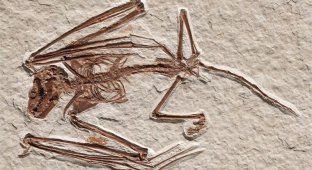 Paleontologists have found the most ancient skeletons of bats (2 photos)