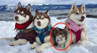 The cat, who was rescued and raised by a husky, now considers herself a big and brave dog (10 photos)