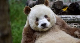 Единственная в мире коричневая панда живет в Шаньси (14 фото)