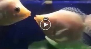 Целующийся гурами - рыбы, которые сражаются поцелуями