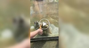 В зоопарке два сурка устроили нешуточную драку, не поделив морковку