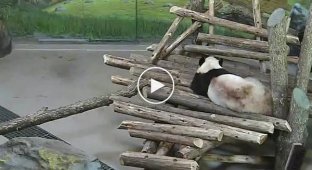 Белка и панда