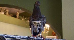 Спасатели нашли голубя в жилете со стразами, и вам надо взглянуть на эту стильную птицу (8 фото + 1 видео)