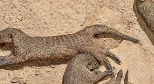 A flock of mongooses saved a relative from a fighting eagle (11 photos)