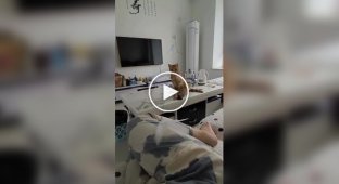 A cat plays with its owner