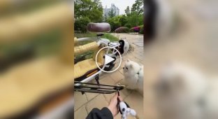 Электроскутер с местом для собаки