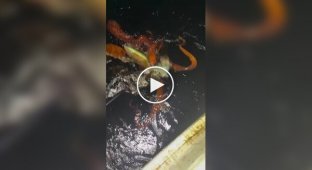 У берегов Японии заметили редкого кальмара