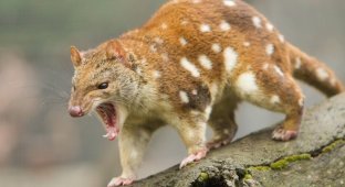 A tiger quoll, which was considered extinct for 130 years, was caught in Australia (2 photos)
