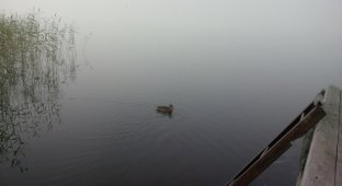 Утро туманное (10 фото)