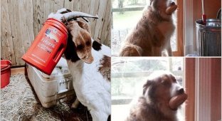 14 animals who decided to steal a treat and found themselves in a difficult situation (15 photos)