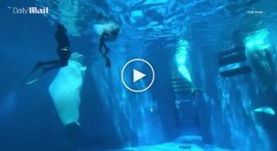 Whale attacks divers in front of terrified tourists