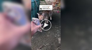 Женщина считает, что уличные кошки помогли ей найти пропавшего питомца