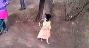 Собачка в платье ходит на двух лапах