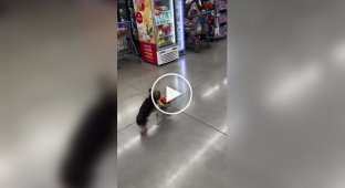 A dog is pushing a shopping cart