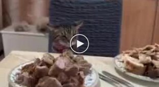 Запрещенная еда и воспитанный кот