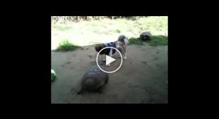 Черепаха против собаки