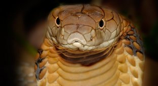 Королевская кобра: почему они ведут «войну» против других змей? (10 фото)