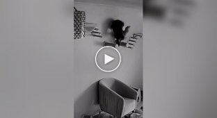 The cat fought to the last
