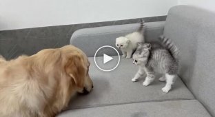 Кошка помогла котятам подружиться с псом
