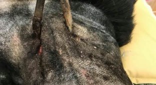 Вместо ошейника нелюди загнали под кожу собаки карабин (3 фото)