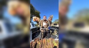 Тысячи игуан впали в анабиоз из-за аномальных холодов в США