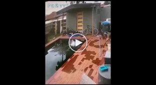 The cat, hunting for a bird, fell into the pool and became the hero of social networks