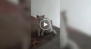 Бездомная кошка познакомила котенка с человеком, который ее подкармливал