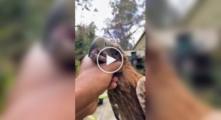 Клинохвостий орел - найгрізніший пернатий хижак Австралії