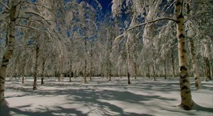 Зимний лес в Швеции (45 фото)