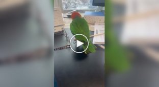 Гиперактивный попугай