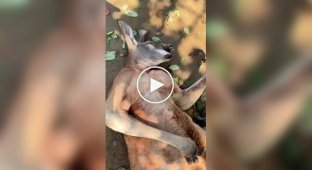 Китаянка намагалася розбудити сплячого кенгуру