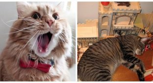 15 photos of evidence that being a cat is a real art (16 photos)
