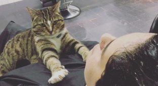 Австралийский котейка работает в парикмахерской не покладая лап (14 фото)