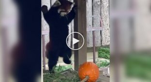 Как красные панды реагируют на угрозу