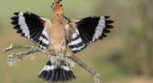 Удод: птах з дуже незабутньою зовнішністю (9 фото)