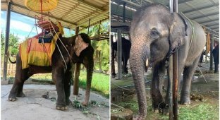 Туристов шокировало состояние слонов в тайских парках (11 фото)