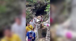 Обезьяна стащила очки у женщины
