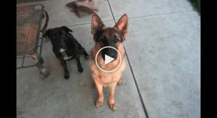 A year in the life of a German Shepherd in 40 seconds. Look how the dog's eyes change