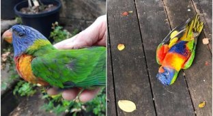 Thousands of parrots in Australia fall without moving (6 photos + 1 video)
