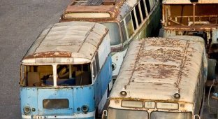 Cemetery of old buses (15 photos)