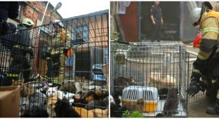 Питерские пожарные спасли 300 кошек и семь собак из горящего приюта (7 фото)