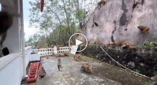 Monkey Fall in China