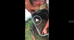 Мужчина раскопал змеиное логово