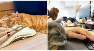 A Company in Japan Figured Out How to Save Workers from Burnout (5 photos)