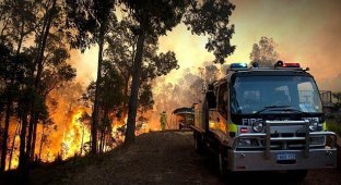 В Австралии не могут потушить лесные пожары
